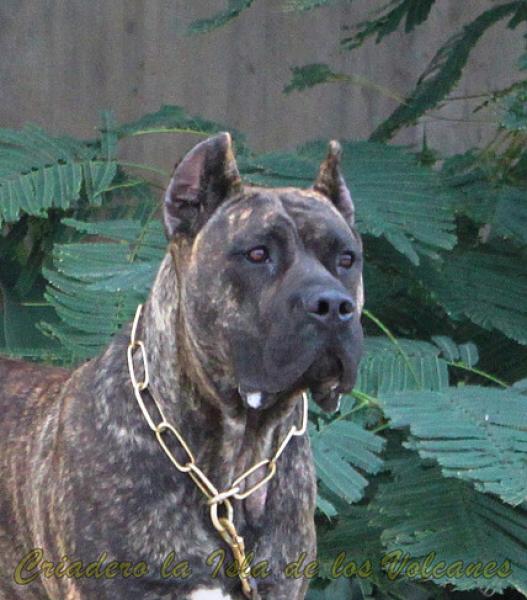 Dogo Canario. Laia De La Isla De Los Volcanes.