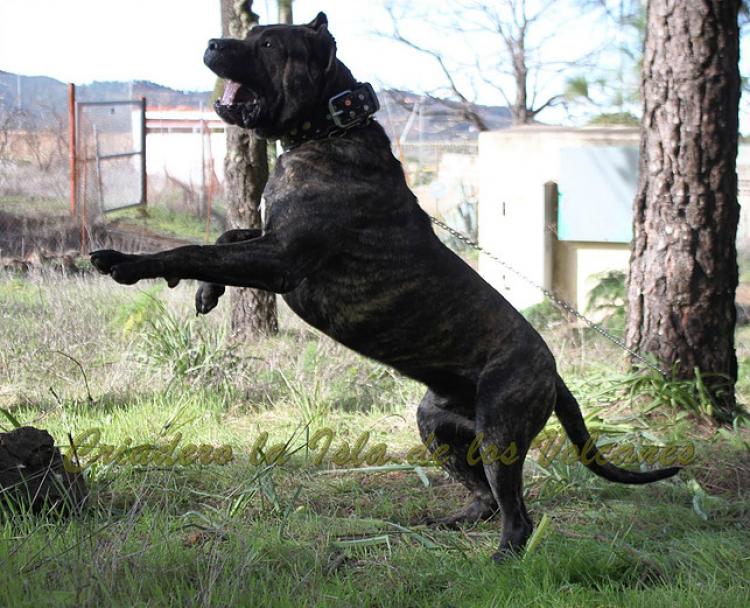 Dogo Canario. FRANCO DE LA ISLA DE LOS VOLCANES con 20 meses.