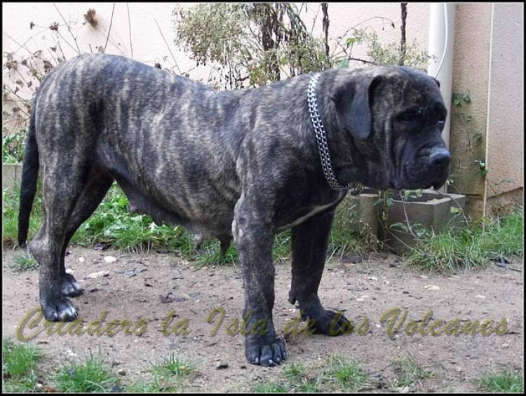 Dogo Canario. Leska De La Isla De Los Volvanes.