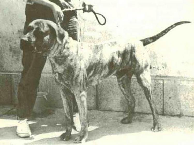 Dogo Canario.