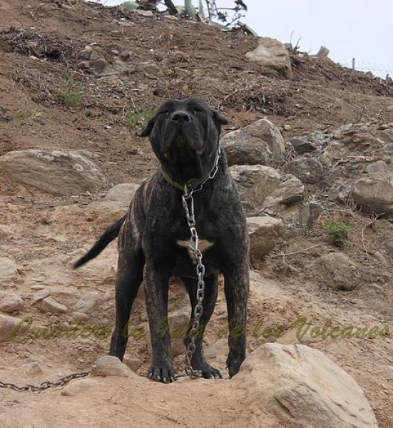 Dogo Canario. Yuma De La Isla De Los Volcanes en 2013. Dogo Canario. Yuma De La Isla De Los Volcanes en 2013.
