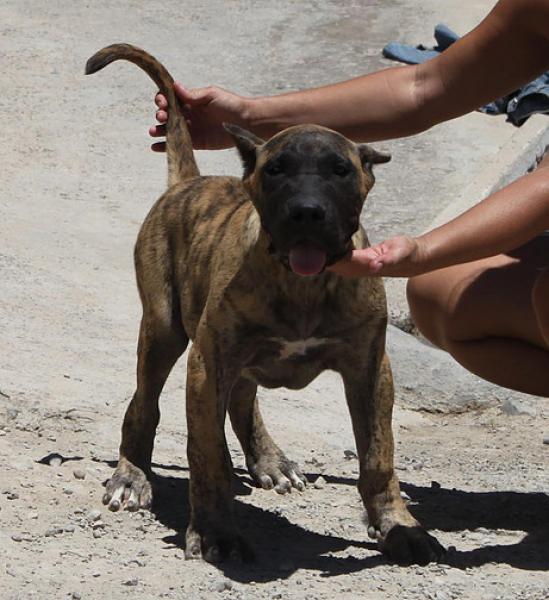 Dogo Canario. Saimon De La Isla De Los Volcanes.