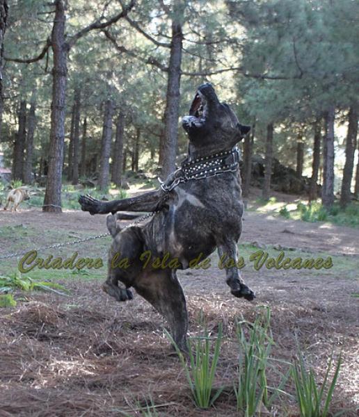 Dogo Canario. Cora De La Isla De Los Volcanes. Prueba de Trabajo.