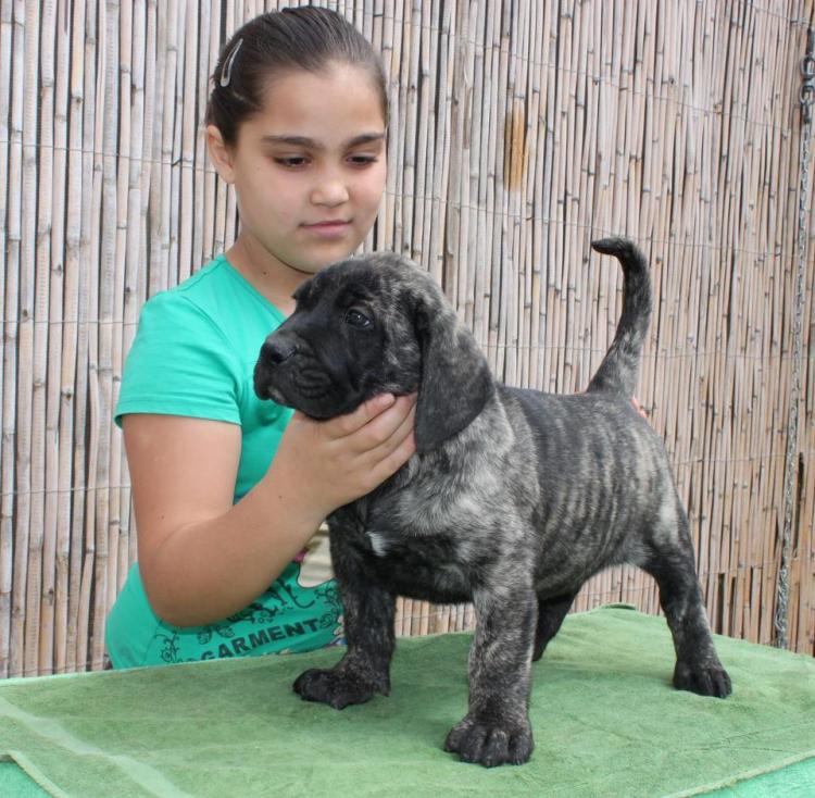 Dogo Canario. Ataman de la Isla de los Volcanes.