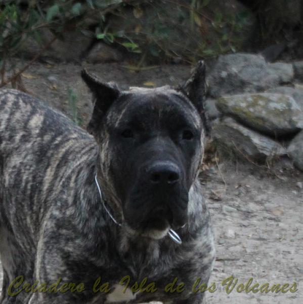 Dogo Canario. Haimar De La Isla De Los Volcanes.