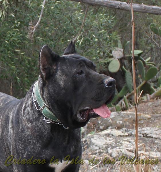 Dogo Canario. Yuma De La Isla De Los Volcanes en 2013.