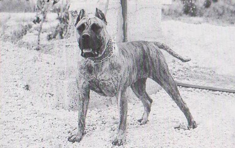 Dogo Canario. Agarfa.