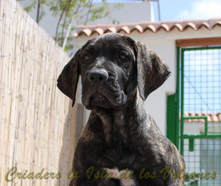 Dogo Canario. FANNY DE LA ISLA DE LOS VOLCANES.