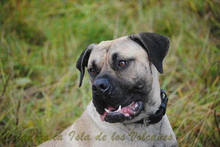 Dogo Canario. Temisa De La Isla De Los Volcanes.