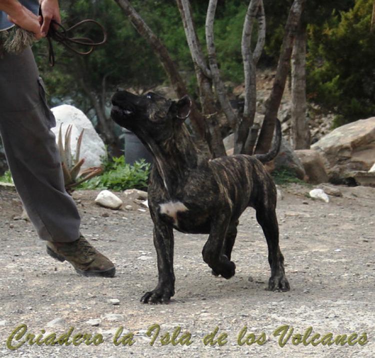 Dogo Canario. Cora De La Isla De Los Volcanes con 4 meses.