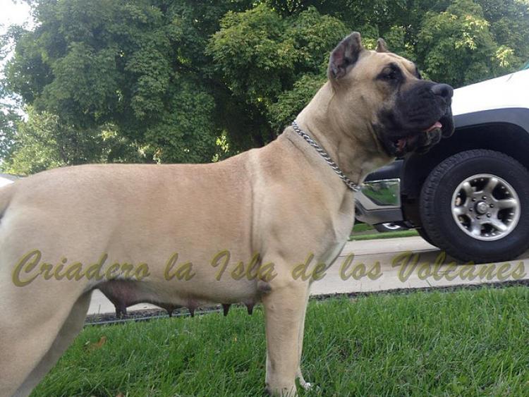 Dogo Canario. Reina De La Isla De Los Volcanes.