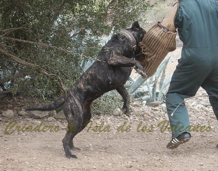 Dogo Canario. Yuma De La Isla De Los Volcanes. Prueba de Trabajo.