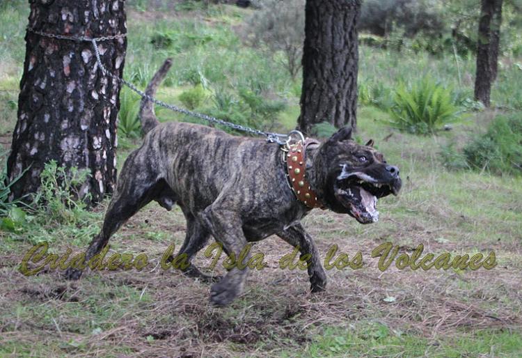 Dogo Canario. Faraon De La Isla De Los Volcanes.