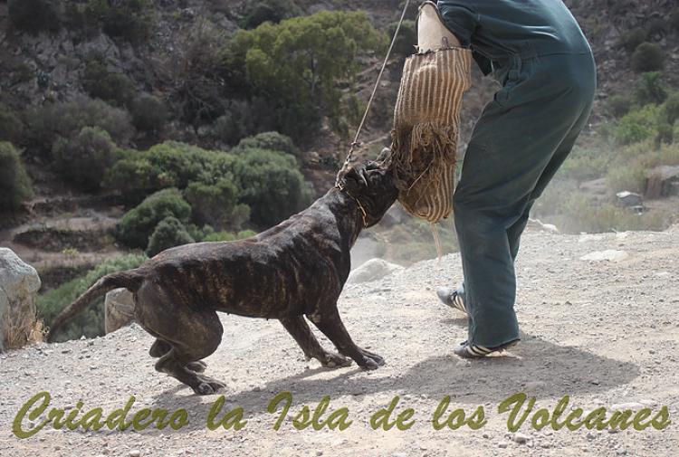 Dogo Canario. Caren De La Isla De Los Volcanes.