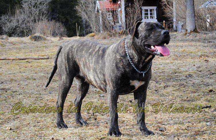 Dogo Canario. Ulka De La Isla De Los Volcanes.