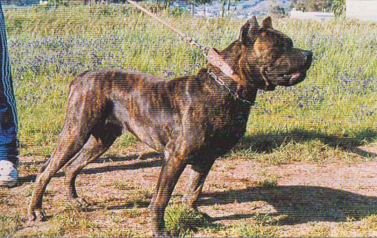 Dogo Canario. Fotos Historicas. Caporal.