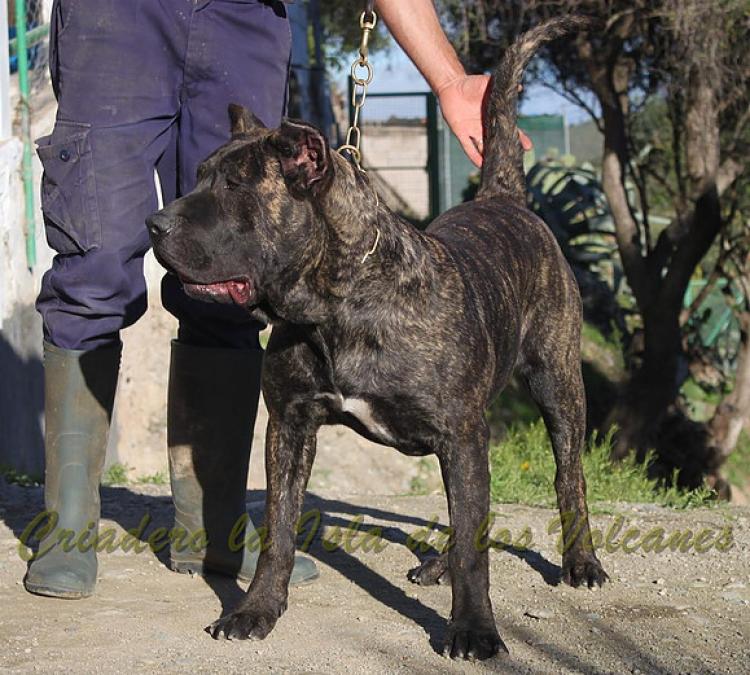 Dogo Canario. FANNY DE LA ISLA DE LOS VOLCANES con 8 meses.