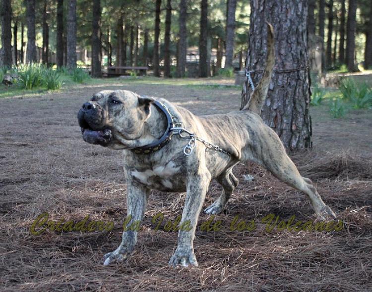 Dogo Canario. Estela De La Isla De Los Volcanes con 20 meses.