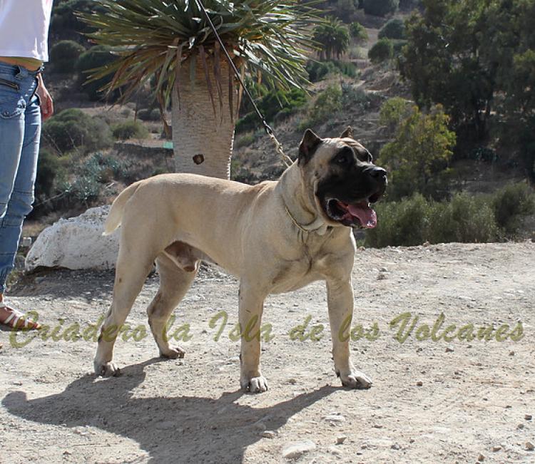 Dogo Canario. Junko De La Isla De Los Volcanes.