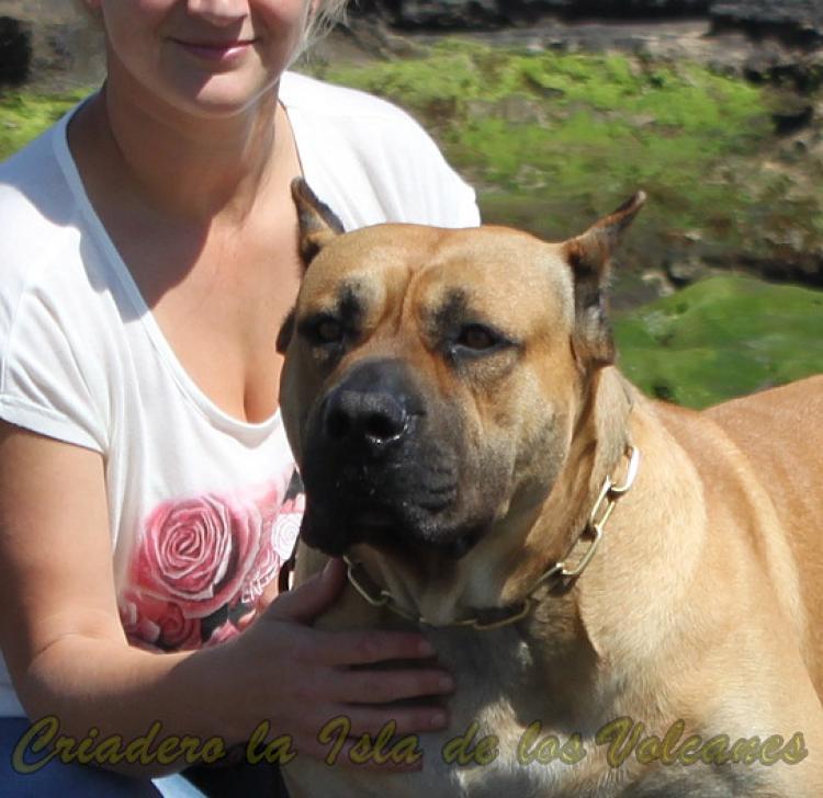 Dogo Canario. Turco De La Isla De Los Volcanes.