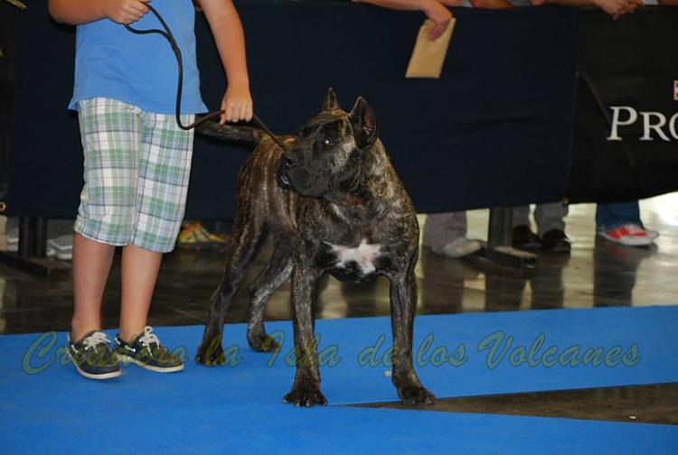 Dogo Canario. Cenia De La Isla De Los Volcanes.