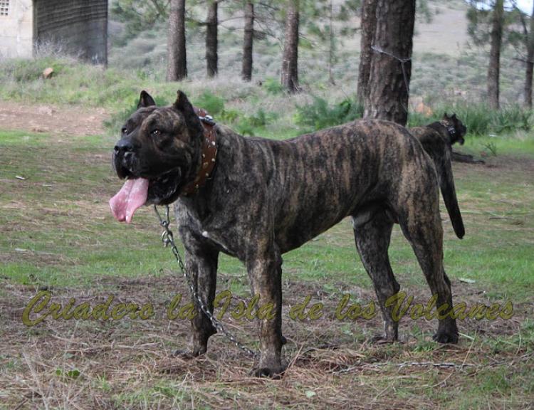 Dogo Canario. Faraon De La Isla De Los Volcanes con 20 meses.