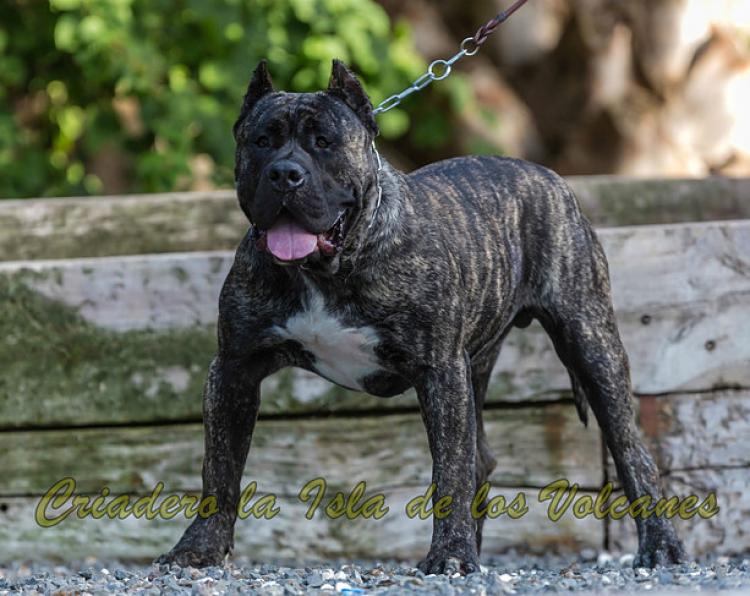Dogo Canario. Cacho De La Isla De Los Volcanes.