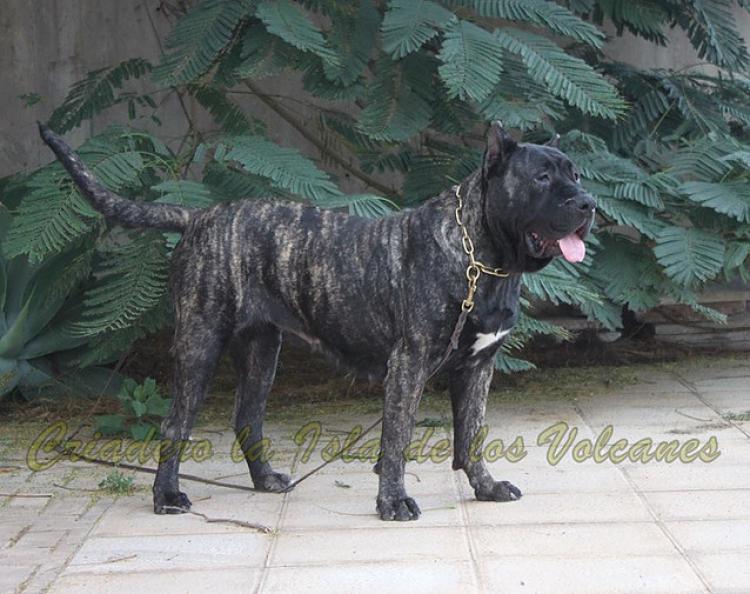 Dogo Canario. Yuma De La Isla De Los Volcanes en 2016.
