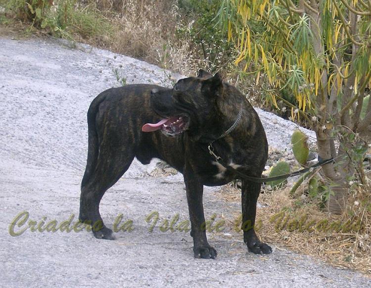 Dogo Canario. Erko De La Isla De Los Volcanes.