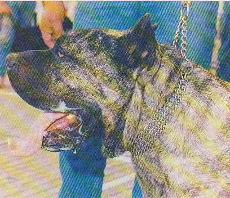 Dogo Canario. Garoe.