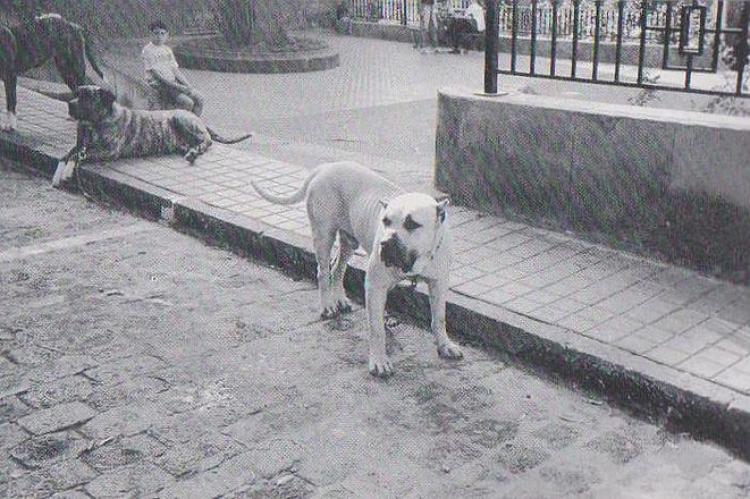 Dogo Canario. Muestra Popular.