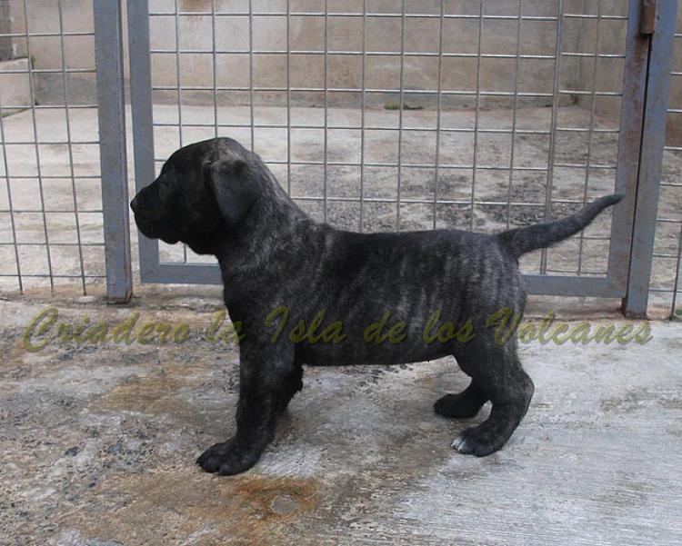Dogo Canario. Yuma De La Isla De Los Volcanes de cachorra.