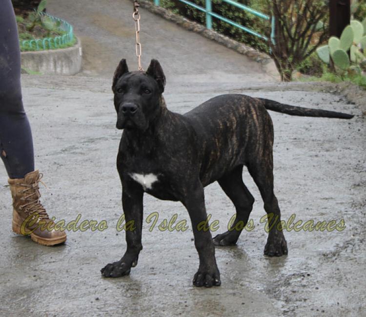 Dogo Canario. King De La Isla De Los Volcanes.