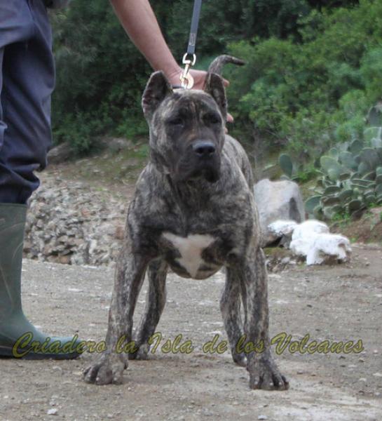 Dogo Canario. LLAIMA DE LA ISLA DE LOS VOLCANES. Dogo Canario. LLAIMA DE LA ISLA DE LOS VOLCANES.