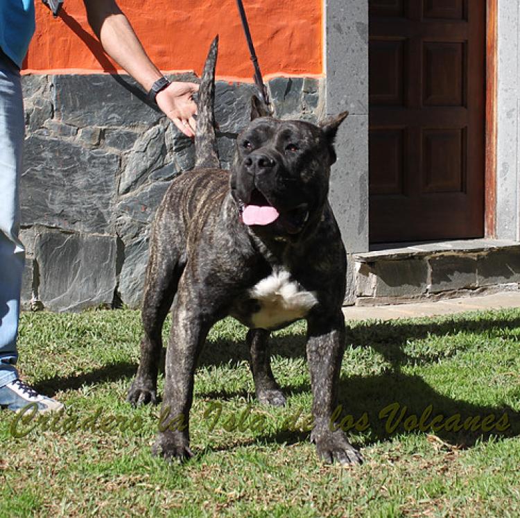 Dogo Canario. Cacho De La Isla De Los Volcanes.