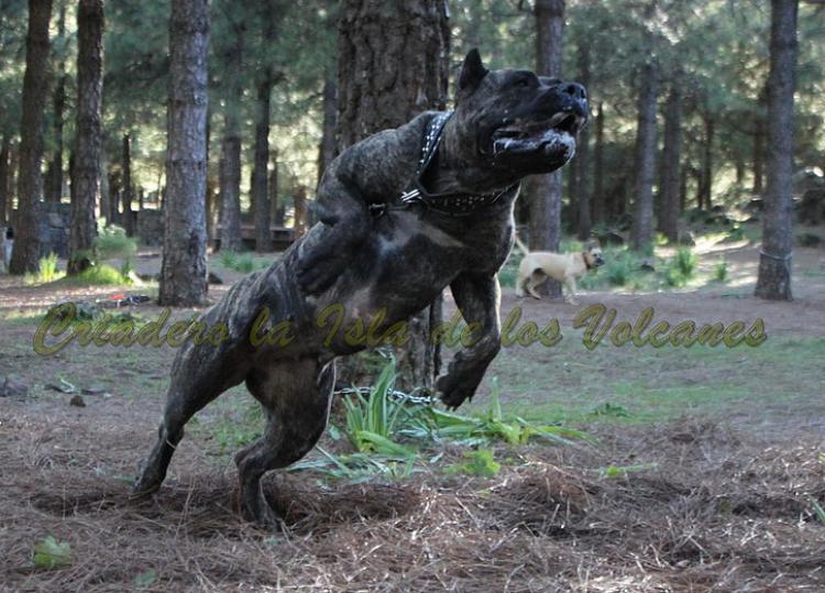 Dogo Canario. Cora De La Isla De Los Volcanes. Prueba de Trabajo.