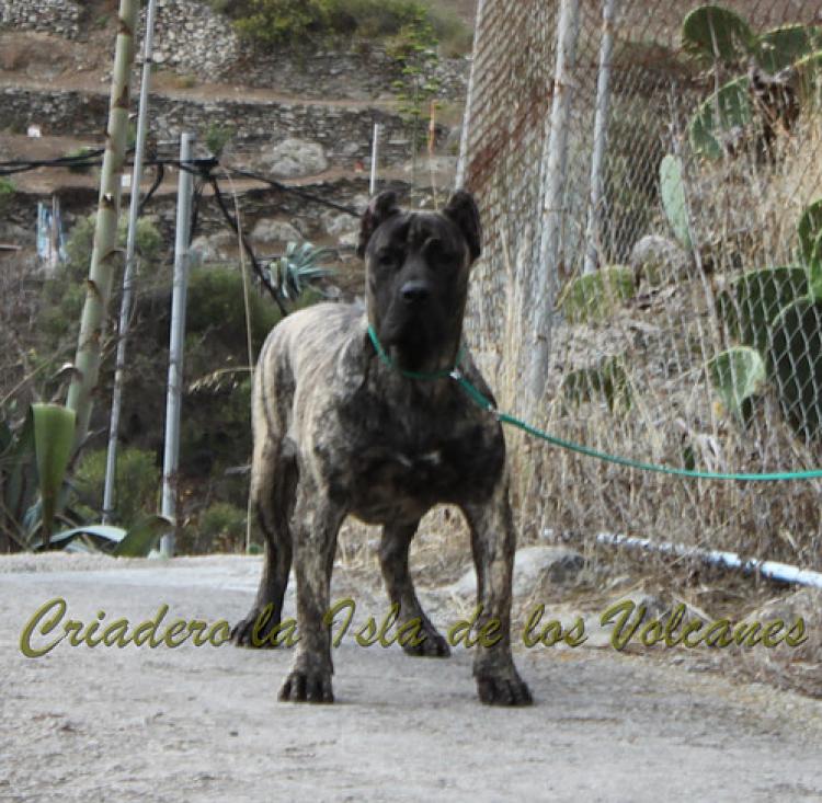 Dogo Canario. Havana De La Isla De Los Volcanes.