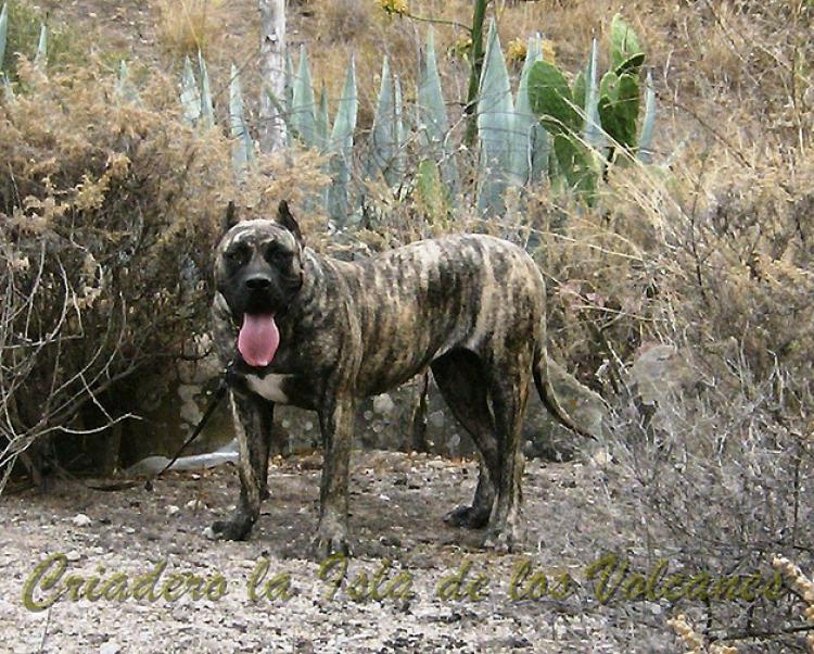 Dogo Canario. Faina De La Isla De Los Volcanes de cachorra.