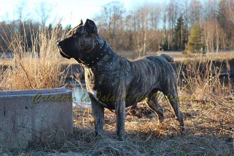 Dogo Canario. Larry De La Isla De Los Volcanes.
