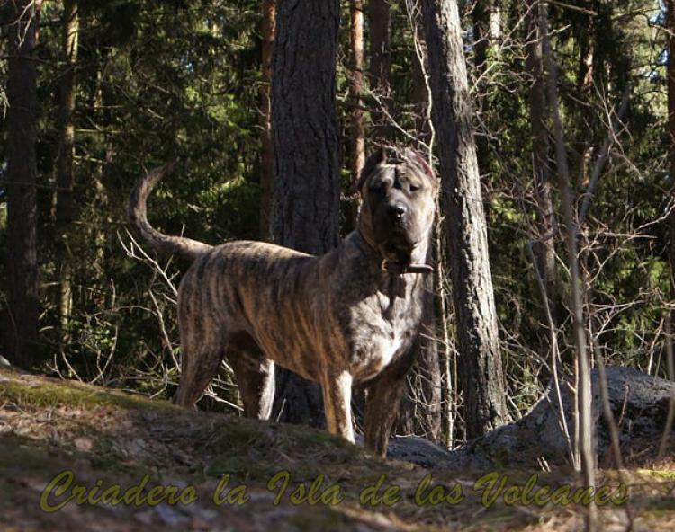 Dogo Canario. Larry De La Isla De Los Volcanes.
