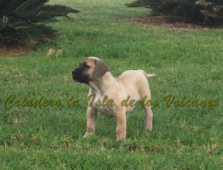 Dogo Canario. Vicky De La Isla De Los Volcanes con 3 meses.