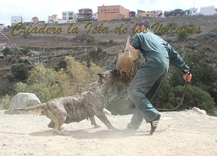 Dogo Canario. Faina De La Isla De Los Volcanes. Prueba de Caracter.