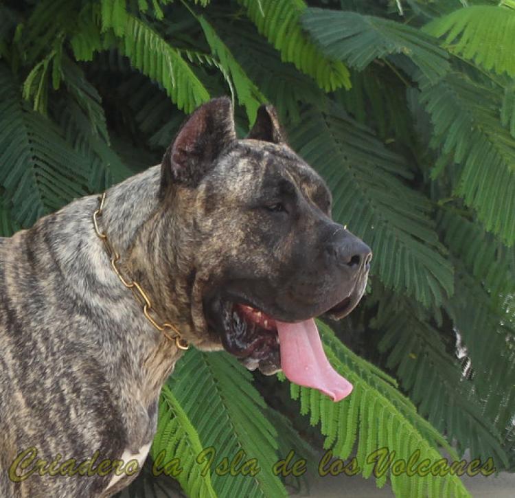 Dogo Canario. LLAIMA DE LA ISLA DE LOS VOLCANES con 24 meses.