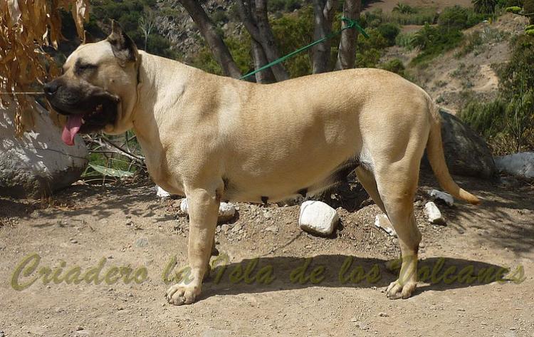 Dogo Canario. Khiara De La Isla De Los Volcanes.