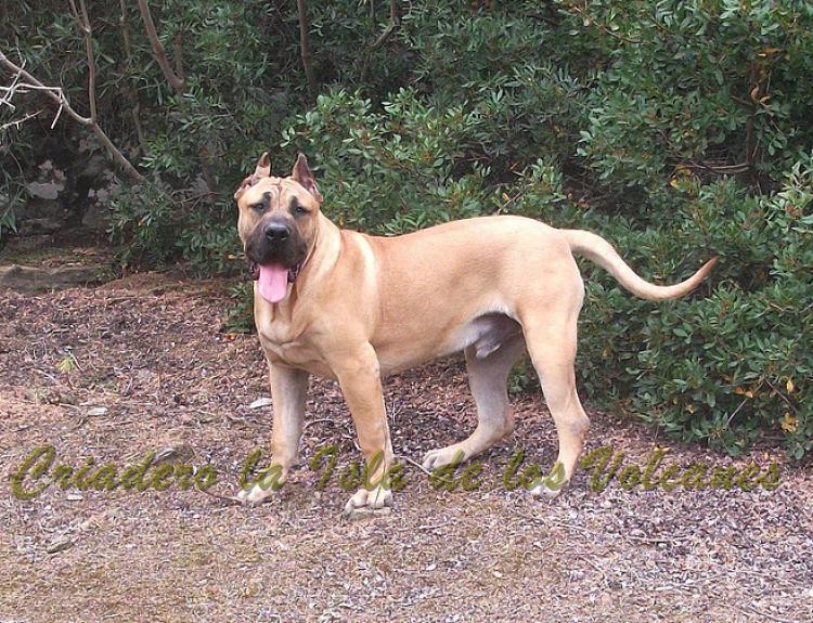 Dogo Canario. Turco De La Isla De Los Volcanes.