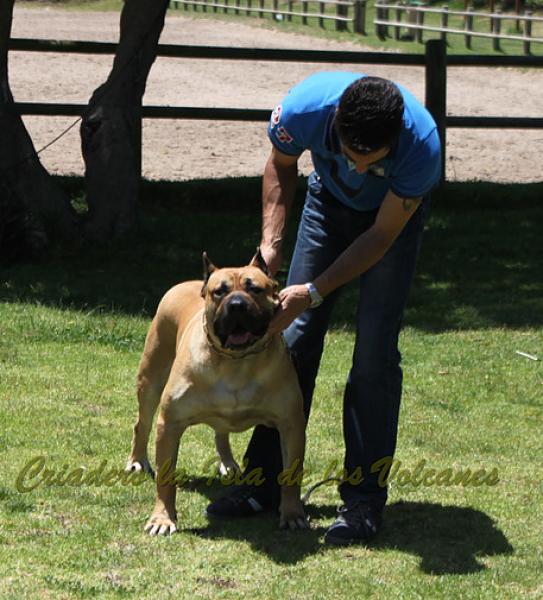 Dogo Canario. Turco De La Isla De Los Volcanes.