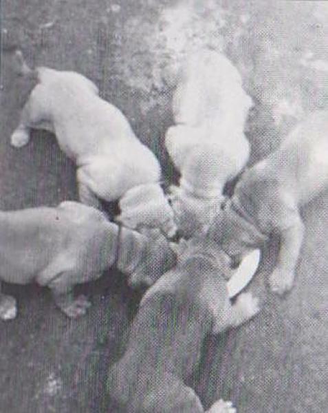 Dogo Canario. Fotos Historicas.