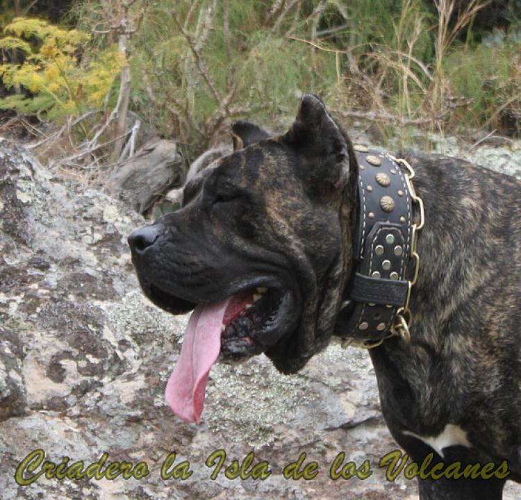 Dogo Canario. FRANCO DE LA ISLA DE LOS VOLCANES.