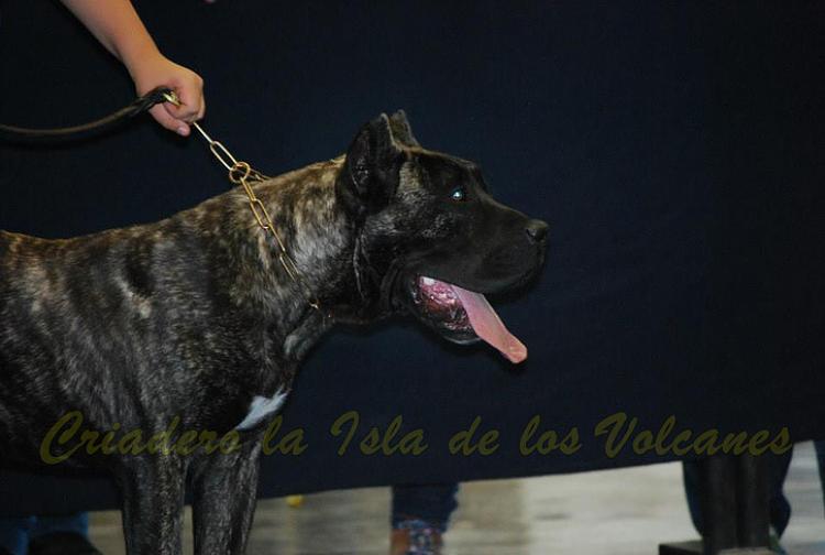 Dogo Canario. Cenia De La Isla De Los Volcanes.