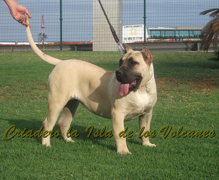 Dogo Canario. Vicky De La Isla De Los Volcanes con 6 meses.